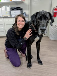 Smiling woman kneeling beside a large black Great Dane in a veterinary clinic setting.