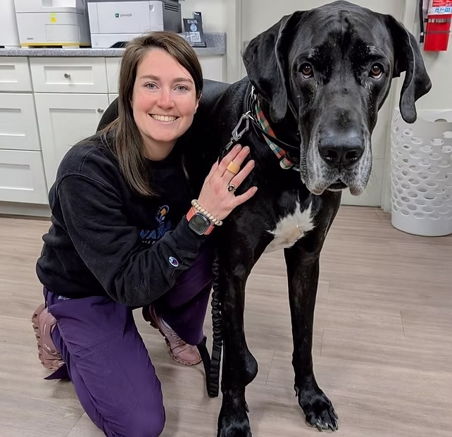 A smiling woman kneels beside a large black Great Dane in a bright, modern room.