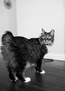 Fluffy black and white cat stands on a dark floor, looking back over its shoulder in a bright room.