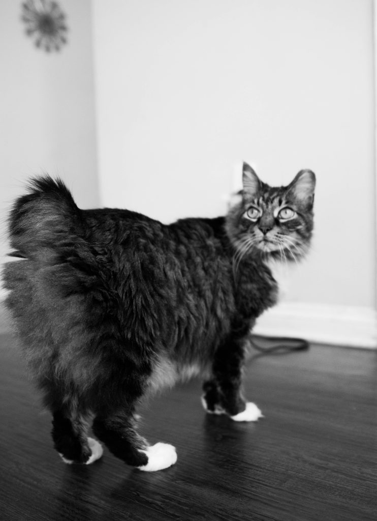 Fluffy black and white cat stands on a dark floor, looking back over its shoulder in a bright room.