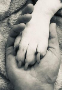 A human hand gently holding a dog’s paw on a soft blanket, in black and white.