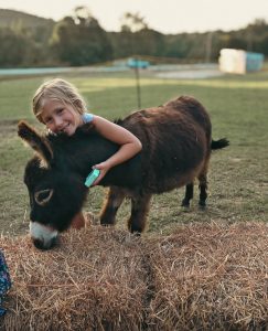 Smiling child hugs a small brown donkey eating hay in a sunny outdoor field.