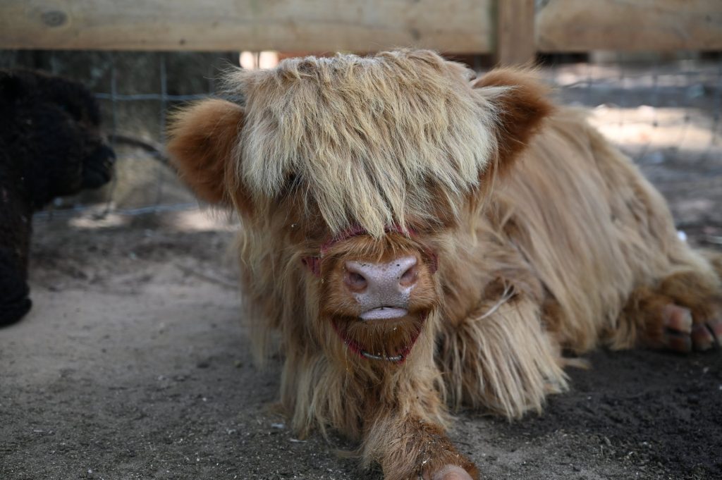 A fluffy Highland calf with long hair covering its eyes lies on the ground near a fence.