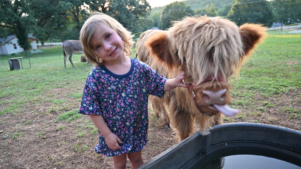 Young child in a floral dress pets a shaggy cow near a water trough outside on a sunny day.