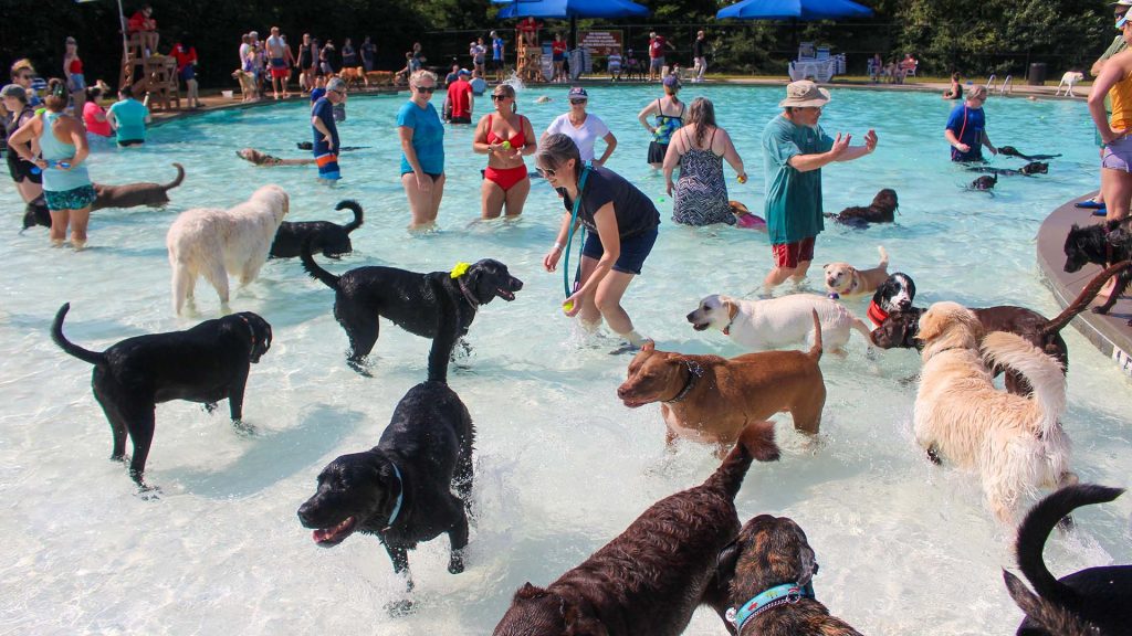 Waggin’ at the Waterpark