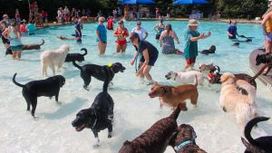 Many dogs and people play together in a shallow outdoor pool on a sunny day.